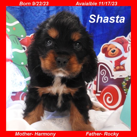 puppy, for, sale, Cocker Spaniel, Joe & Cherri  Overlease, dog, breeder, Miller, MO, dog-breeder, puppy-for-sale, forsale, nearby, find, puppyfind, locator, puppylocator, aca
